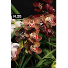 Orquídeas Cymbidium de Coleção com 3/4 bolbos cada 26