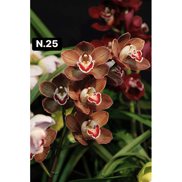 Orquídeas Cymbidium de Coleção com 3/4 bolbos cada 26