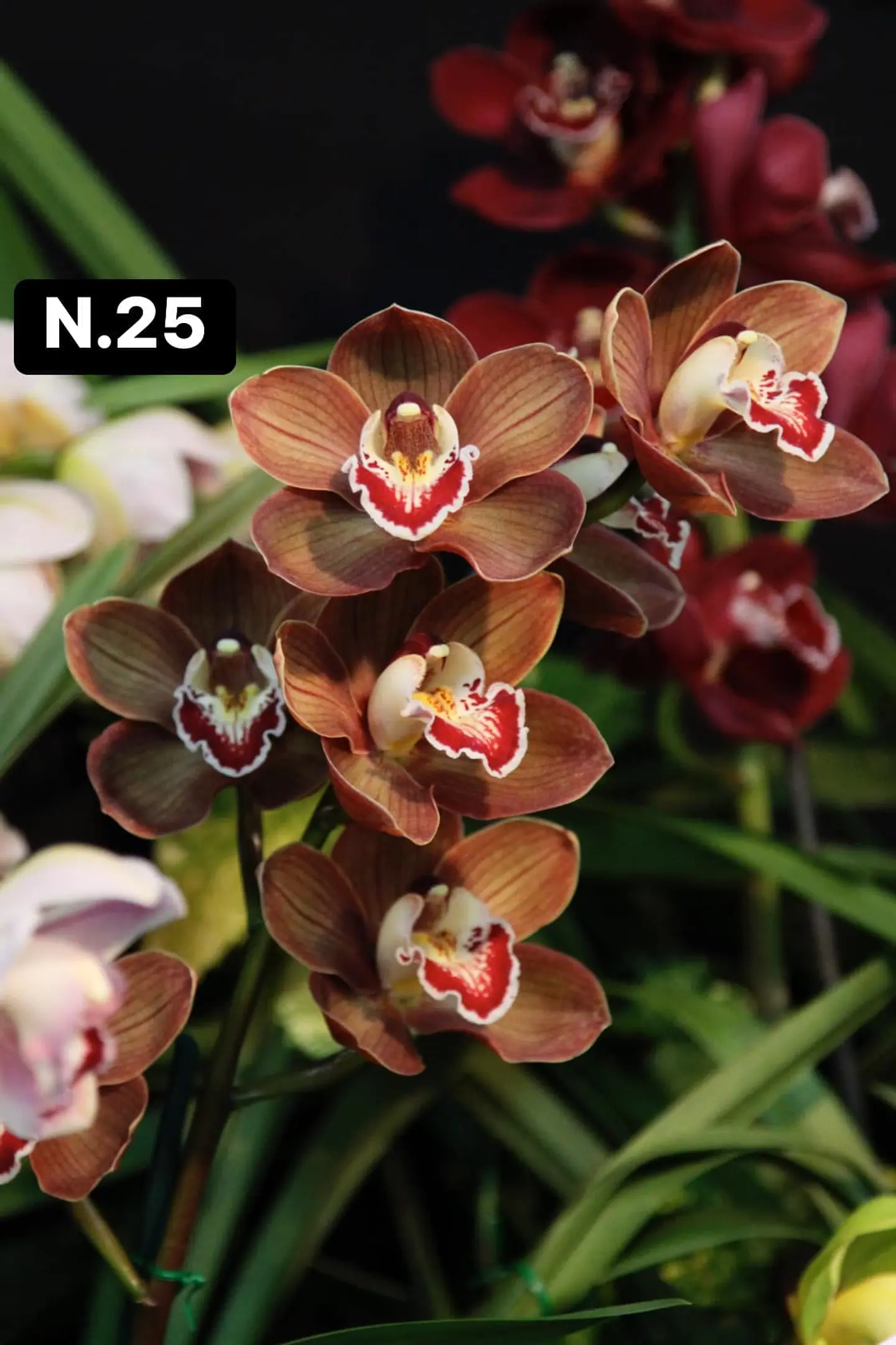 Orquídeas Cymbidium de Coleção com 3/4 bolbos cada 26