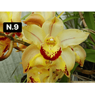 Orquídeas Cymbidium de Coleção com 3/4 bolbos cada 9