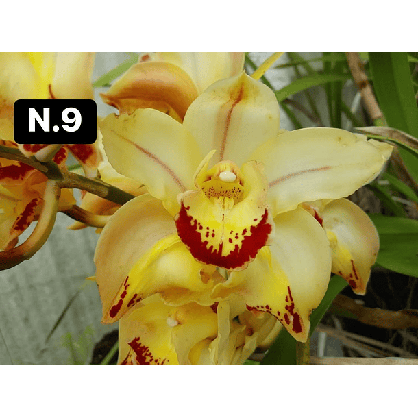 Orquídeas Cymbidium de Coleção com 3/4 bolbos cada 9