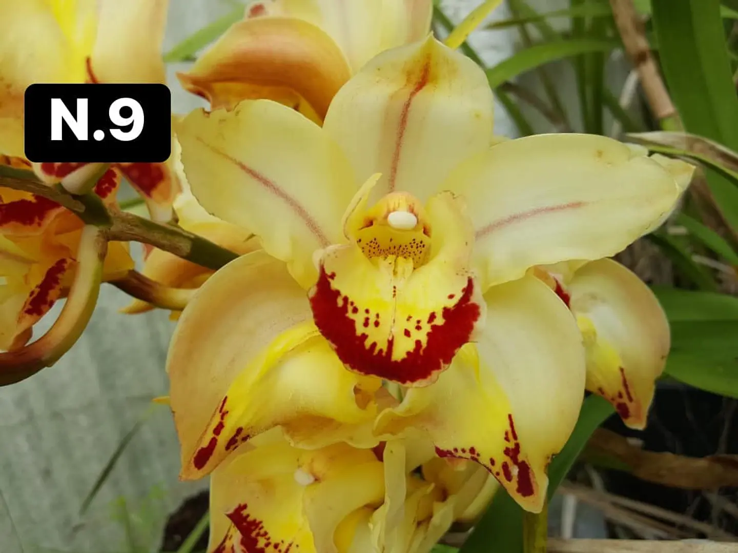 Orquídeas Cymbidium de Coleção com 3/4 bolbos cada 9