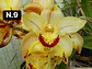Orquídeas Cymbidium de Coleção com 3/4 bolbos cada - Thumbnail 9