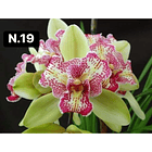 Orquídeas Cymbidium de Coleção com 3/4 bolbos cada 20
