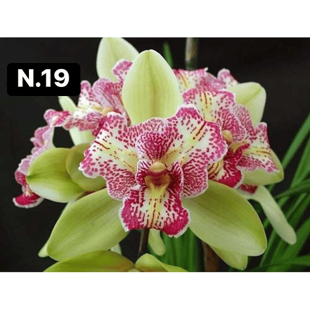 Orquídeas Cymbidium de Coleção com 3/4 bolbos cada 20