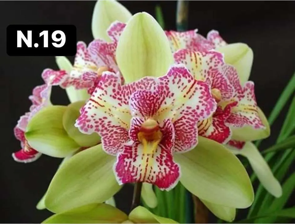 Orquídeas Cymbidium de Coleção com 3/4 bolbos cada 20
