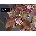 Orquídeas Cymbidium de Coleção com 3/4 bolbos cada 14