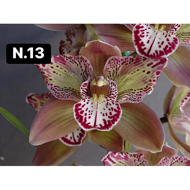 Orquídeas Cymbidium de Coleção com 3/4 bolbos cada 14