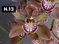 Orquídeas Cymbidium de Coleção com 3/4 bolbos cada - Thumbnail 14