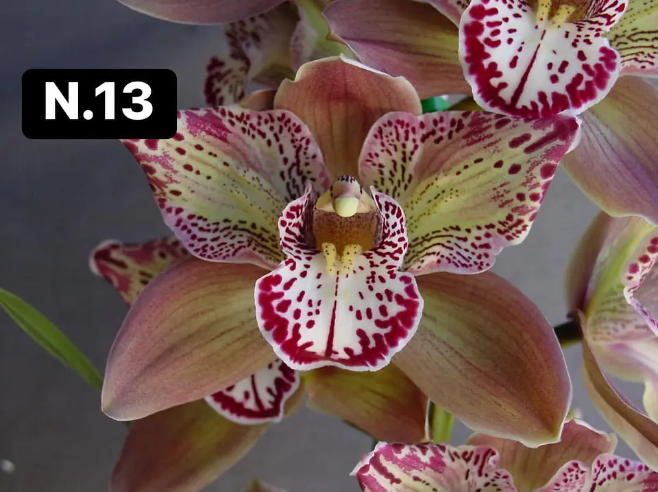 Orquídeas Cymbidium de Coleção com 3/4 bolbos cada 14