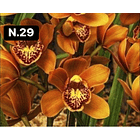 Orquídeas Cymbidium de Coleção com 3/4 bolbos cada 29
