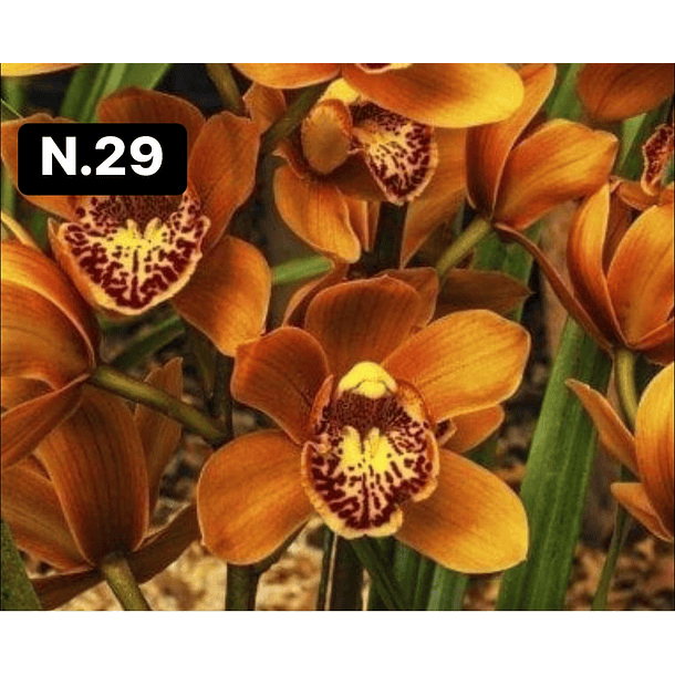 Orquídeas Cymbidium de Coleção com 3/4 bolbos cada 29