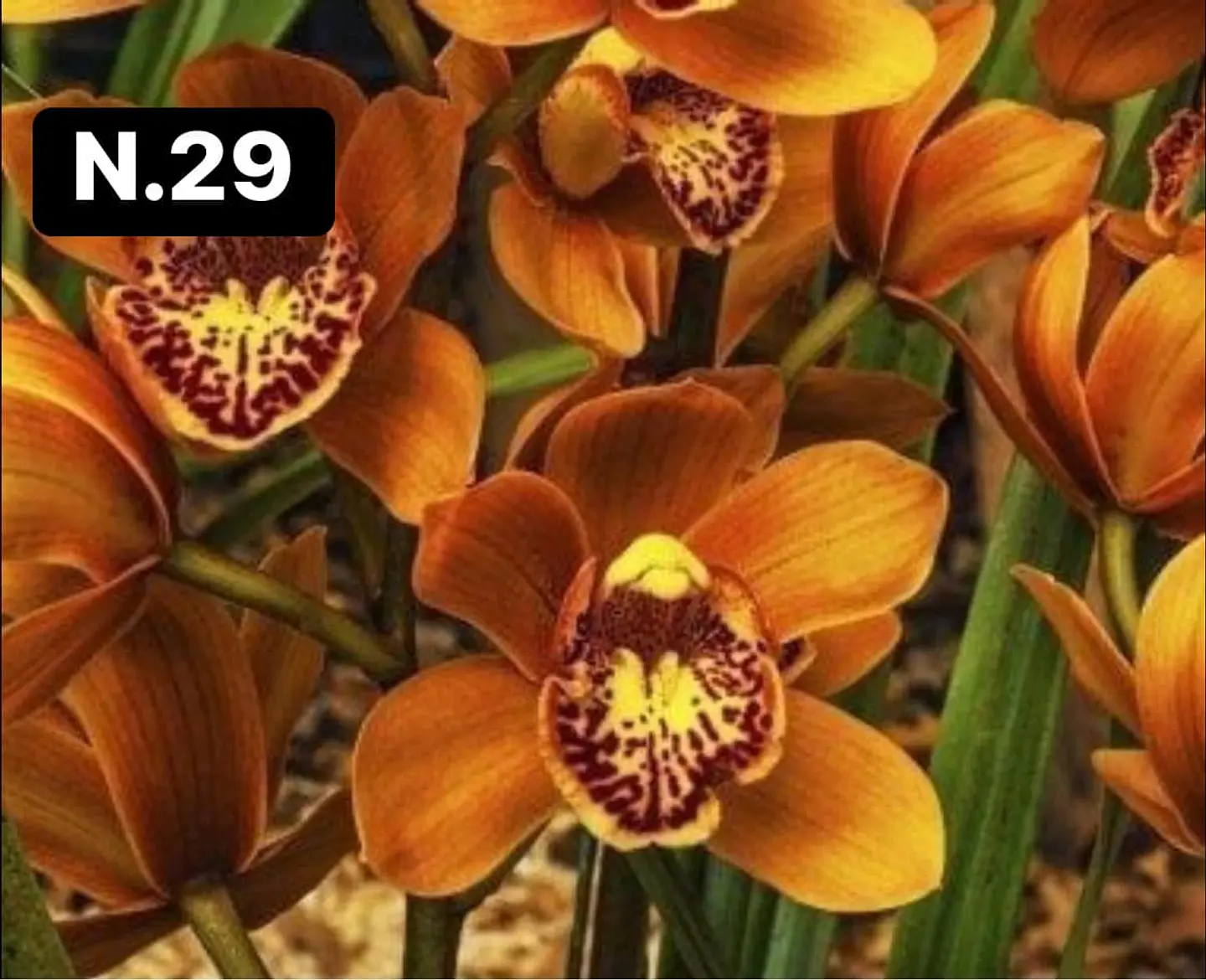 Orquídeas Cymbidium de Coleção com 3/4 bolbos cada 29