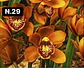 Orquídeas Cymbidium de Coleção com 3/4 bolbos cada - Thumbnail 29