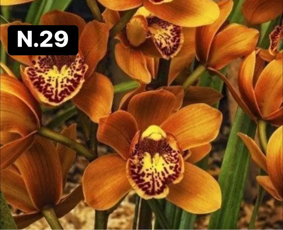 Orquídeas Cymbidium de Coleção com 3/4 bolbos cada 29