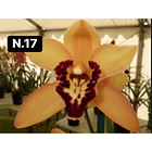 Orquídeas Cymbidium de Coleção com 3/4 bolbos cada 18
