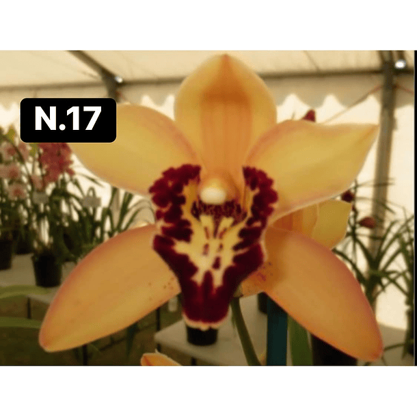 Orquídeas Cymbidium de Coleção com 3/4 bolbos cada 18