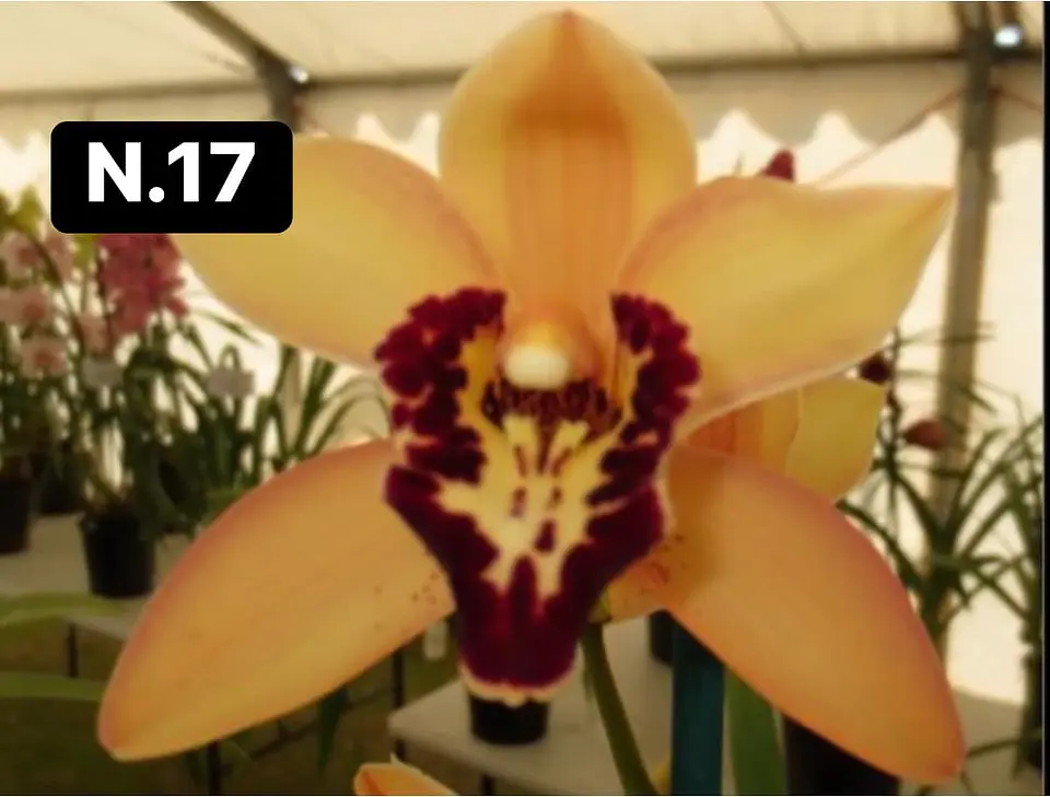 Orquídeas Cymbidium de Coleção com 3/4 bolbos cada 18