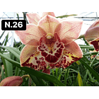 Orquídeas Cymbidium de Coleção com 3/4 bolbos cada 27