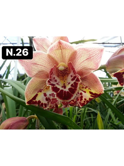 Orquídea Cymbidium pêssego