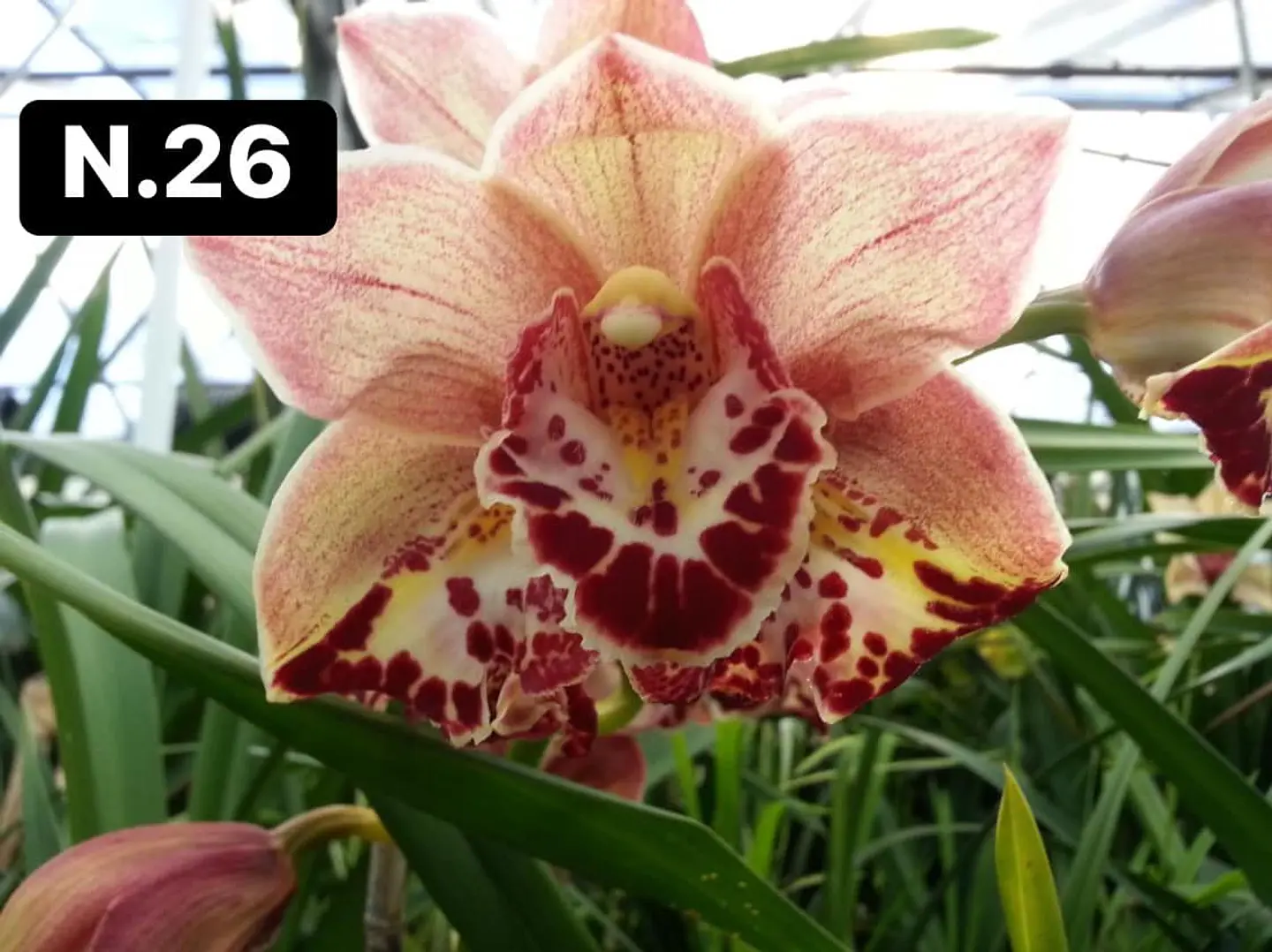 Orquídeas Cymbidium de Coleção com 3/4 bolbos cada 27