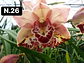 Orquídeas Cymbidium de Coleção com 3/4 bolbos cada - Thumbnail 27