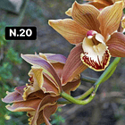 Orquídeas Cymbidium de Coleção com 3/4 bolbos cada 21