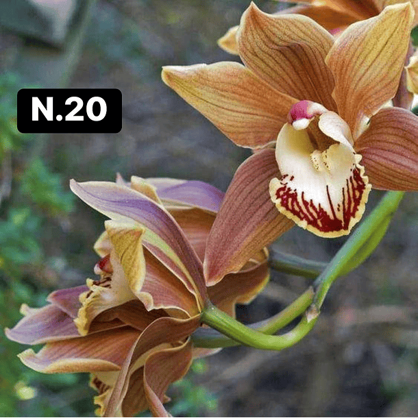 Orquídeas Cymbidium de Coleção com 3/4 bolbos cada 21