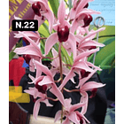 Orquídeas Cymbidium de Coleção com 3/4 bolbos cada 23