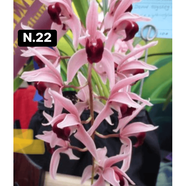 Orquídeas Cymbidium de Coleção com 3/4 bolbos cada 23