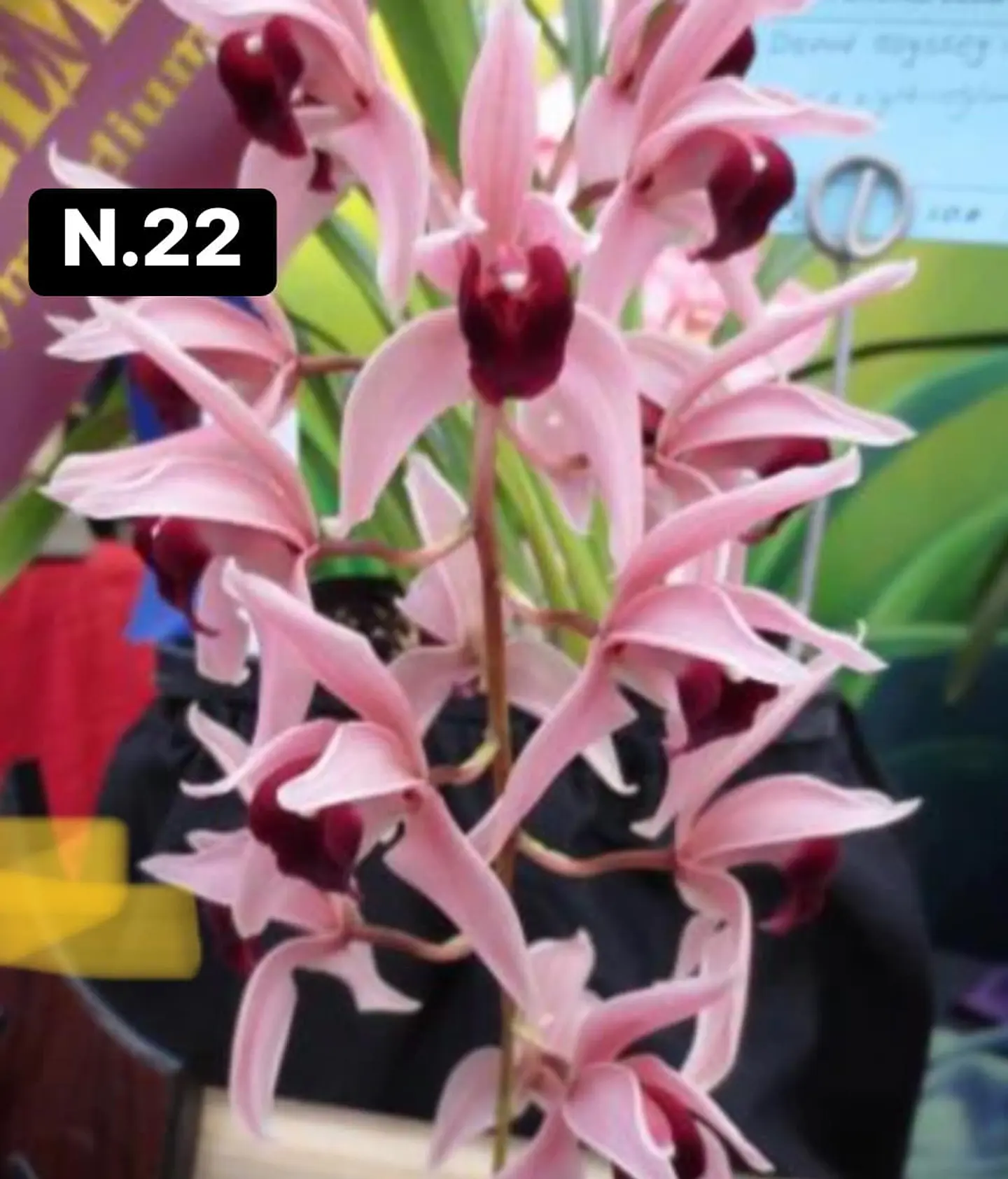 Orquídeas Cymbidium de Coleção com 3/4 bolbos cada 23