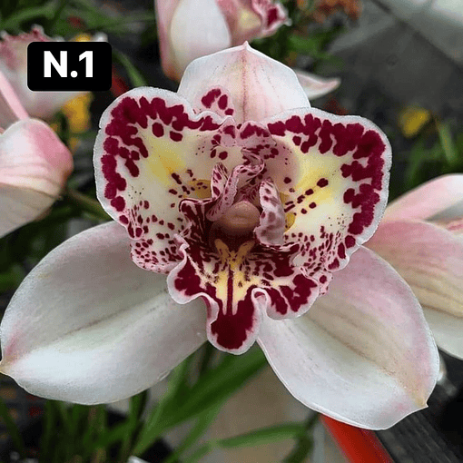 Orquídeas Cymbidium de Coleção com 3/4 bolbos cada