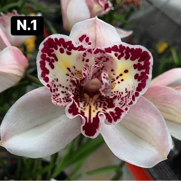 Orquídeas Cymbidium de Coleção com 3/4 bolbos cada 1