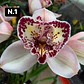 Orquídeas Cymbidium de Coleção com 3/4 bolbos cada - Thumbnail 1