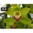 Orquídeas Cymbidium de Coleção com 3/4 bolbos cada 6