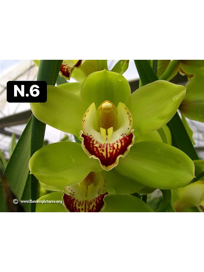 Orquídea Cymbidium verde