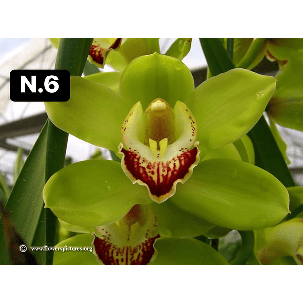 Orquídeas Cymbidium de Coleção com 3/4 bolbos cada 6