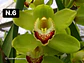 Orquídeas Cymbidium de Coleção com 3/4 bolbos cada - Thumbnail 6