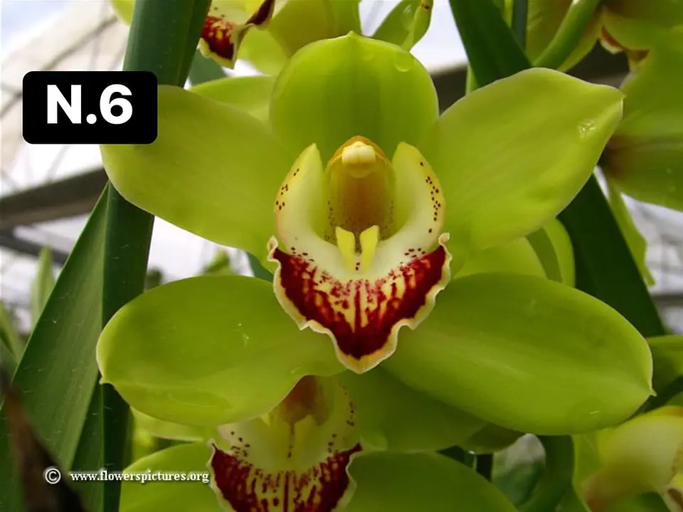 Orquídeas Cymbidium de Coleção com 3/4 bolbos cada 6