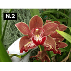 Orquídeas Cymbidium de Coleção com 3/4 bolbos cada 2