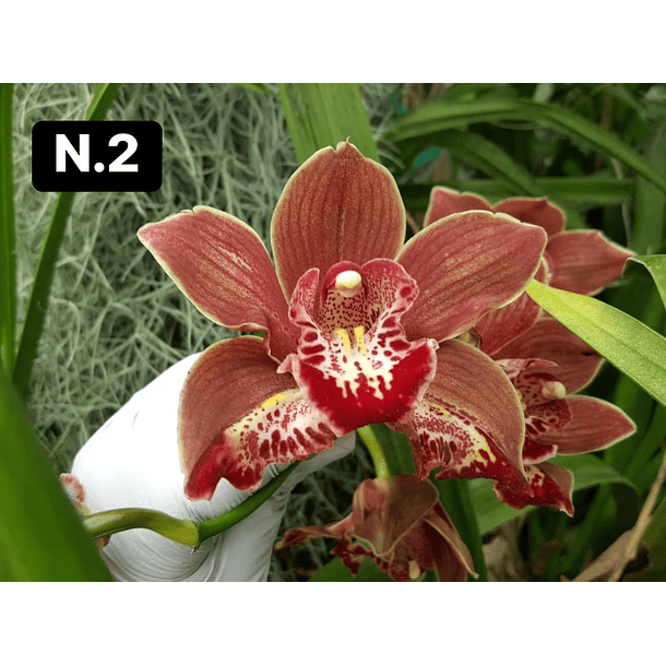 Orquídeas Cymbidium de Coleção com 3/4 bolbos cada 2