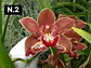 Orquídeas Cymbidium de Coleção com 3/4 bolbos cada - Thumbnail 2