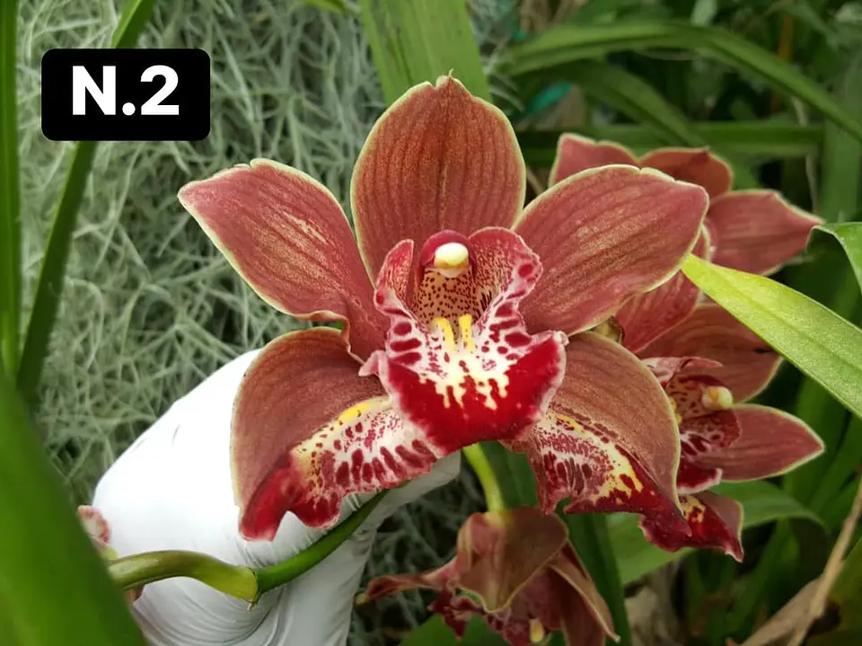 Orquídeas Cymbidium de Coleção com 3/4 bolbos cada 2
