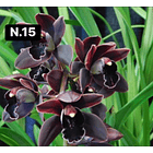 Orquídeas Cymbidium de Coleção com 3/4 bolbos cada 16