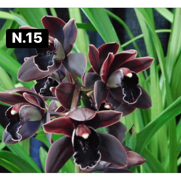 Orquídeas Cymbidium de Coleção com 3/4 bolbos cada 16