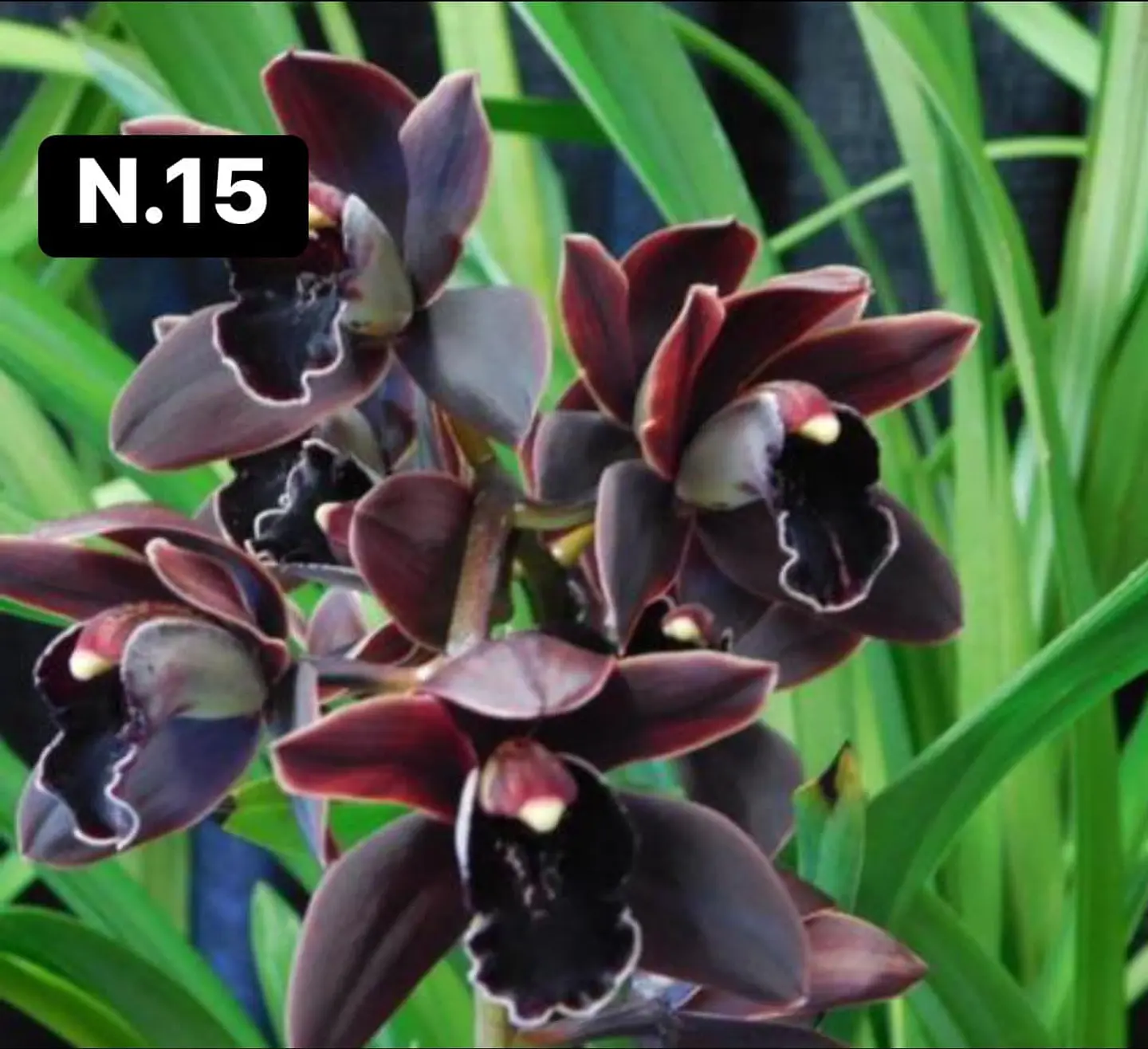 Orquídeas Cymbidium de Coleção com 3/4 bolbos cada 16