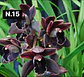 Orquídeas Cymbidium de Coleção com 3/4 bolbos cada - Thumbnail 16