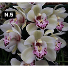 Orquídeas Cymbidium de Coleção com 3/4 bolbos cada 5