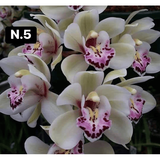 Orquídeas Cymbidium de Coleção com 3/4 bolbos cada 5