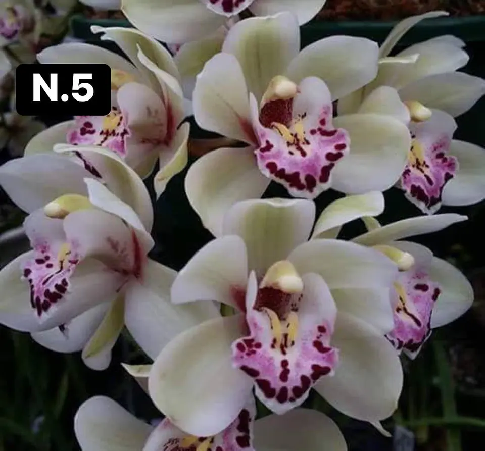 Orquídeas Cymbidium de Coleção com 3/4 bolbos cada 5